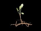 Petite oseille (Rumex acetosella)_19