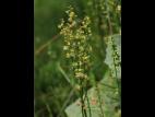 Petite oseille (Rumex acetosella)_27