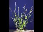 Ériochloé velue (Eriochloa villosa)_1