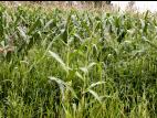 Ériochloé velue (Eriochloa villosa)_5