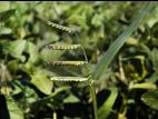 Ériochloé velue (Eriochloa villosa)_6