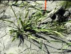 Ériochloé velue (Eriochloa villosa)_8