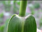 Ériochloé velue (Eriochloa villosa)_15
