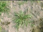 Ériochloé velue (Eriochloa villosa)_18