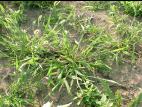 Ériochloé velue (Eriochloa villosa)_19