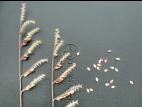 Ériochloé velue (Eriochloa villosa)_22