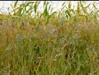 Ériochloé velue (Eriochloa villosa)_25