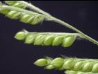 Ériochloé velue (Eriochloa villosa)_27