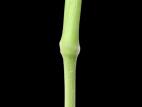 Ériochloé velue (Eriochloa villosa)_28