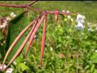 Apocyn feuilles androsème(Apocynum androsaemifolium)_7