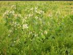 Apocyn feuilles androsème(Apocynum androsaemifolium)_8