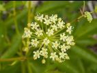 Aralie hispide(Aralia hispida)_9