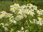 Aster ombelles(Doellingeria umbellata)_3