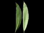 Épilobe feuilles étroite (Chamaenerion angustifolium)_10