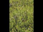 Épilobe leptophylle (Epilobium leptophyllum)_1