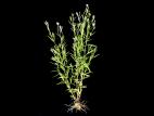 Épilobe leptophylle (Epilobium leptophyllum)_2