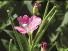 Épilobe glanduleux (Epilobium ciliatum subsp. glandulosum)_3