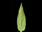 Épilobe glanduleux (Epilobium ciliatum subsp. glandulosum)_4