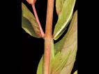 Épilobe glanduleux (Epilobium ciliatum subsp. glandulosum)_5