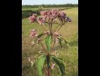 Eupatoire maculée (Eutrochium maculatum var. maculatum)_2