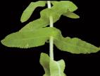 Eupatoire perfoliée (Eupatorium perfoliatum)_6