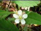 Fraisier glauque (Fragaria virginiana)_1