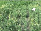 Pois - mésotrione (27)_1