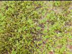 Fraisier glauque (Fragaria virginiana)_4