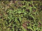 Fraisier glauque (Fragaria virginiana)_5