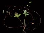 Fraisier glauque (Fragaria virginiana)_8