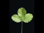 Fraisier glauque (Fragaria virginiana)_9