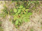 Framboisier rouge (Rubus idaeus)_4