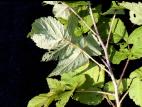 Framboisier rouge (Rubus idaeus)_8