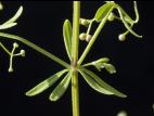 Gaillet palustre (Galium palustre)_4