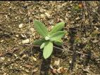 Immortelle blanche (Anaphalis margaritacea)_2