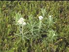 Immortelle blanche (Anaphalis margaritacea)_4