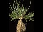 Liondent automne (Leontodon autumnalis)_2