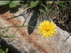 Liondent automne (Leontodon autumnalis)_11