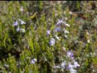 Linaire Canada (Nuttallanthus canadensis)_1