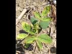 Soya - mésotrione (27)_6