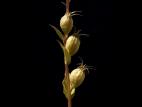 Lobélie gonflée (Lobelia inflata)_4