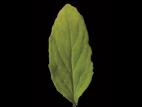 Lobélie gonflée (Lobelia inflata)_8