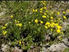 Lotier corniculé (Lotus corniculatus)_1