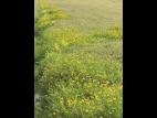 Lotier corniculé (Lotus corniculatus)_2