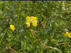 Lotier corniculé (Lotus corniculatus)_7