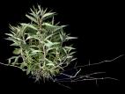 Lycope une fleur (Lycopus uniflorus)_2