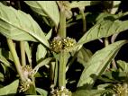 Lycope une fleur (Lycopus uniflorus)_3