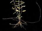 Lycope une fleur (Lycopus uniflorus)_6
