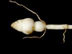 Lycope une fleur (Lycopus uniflorus)_7