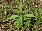 Lycope une fleur (Lycopus uniflorus)_9